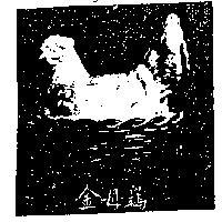 金母鷄 GOLDEN – HEN 