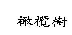 橄欖樹