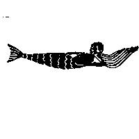 魚美人背面圖