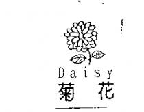菊花 Daisy 及圖