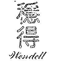 穩得 WENDELL 