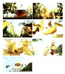 lipton