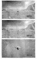 arctica