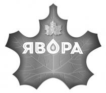 явора