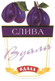 вдала, слива