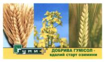 гуми+, гуми, +, добрива гумисол-вдалий старт озимини, добрива, гумисол, вдалий, старт, озимини
