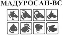 мадуросан-вс, мадуросан, вс