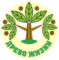 древо жизни, древо, жизни