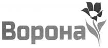 ворона