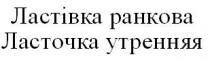 ластівка ранкова, ластівка, ранкова, ласточка утренняя, ласточка, утренняя