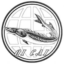 qi cal, qi, cal