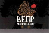 вепр лютий, вепр, лютий