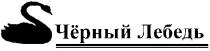 черный лебедь, чёрный