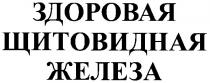 здоровая щитовидная железа, здоровая, щитовидная, железа