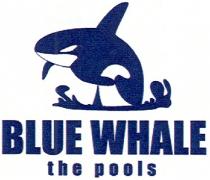 blue whale, blue, whale, the pools, pools