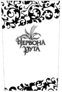 червона рута, червона, рута, pyta