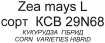 zea mays l, zea, mays, l, corn varieties hibrid, corn, varieties, hibrid, сорт ксв 29n68, сорт, ксв 29n68, kcb 29n68, kcb, 29, n, 68, кукурудза гібрид, кукурудза, гібрид, corn varieties hibrid, corn, varieties, hibrid, copt, ксв