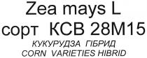 zea mays l, zea, mays, l, corn varieties hibrid, corn, varieties, hibrid, сорт ксв 28м15, сорт, ксв, 28м15, 28, м, 15, кукурудза гібрид, кукурудза, гібрид, kcb 28m15, kcb, m, copt