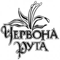 червона рута, червона, рута