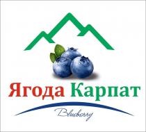 blueberry, карпат, ягода, ягода карпат