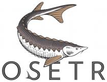 osetr
