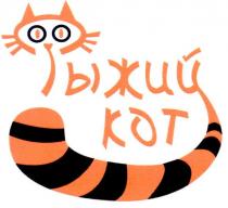 рыжий кот, рыжий, кот, kot