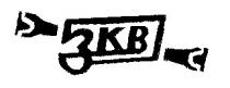 ЗКВ