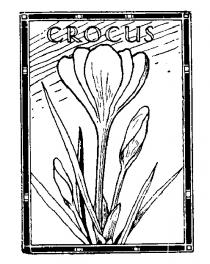 CROCUS