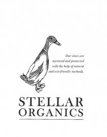 Our vines are nurtured and protected with the help of natural and eco-friendly methods. STELLAR ORGANICS