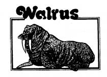 Walrus