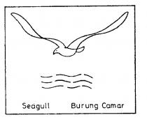 Seagull Burung Camar