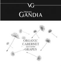 VG VICENTE GANDIA ORGANIC CABERNET SAUVIGNON GRAPES