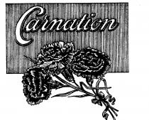 Carnation