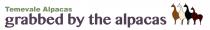 Temevale Alpacas grabbed by the alpacas