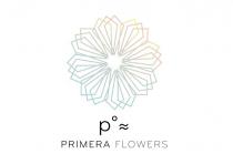 p ~ PRIMERA FLOWERS