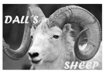 DALL'S SHEEP