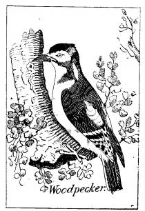 Woodpecker