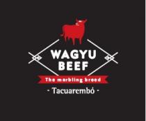 WAGYU BEEF THE MARBLING BREED TACUAREMBÓ