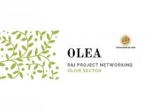 OLEA R&I PROJECT NETWORKING OLIVE SECTOR UNIVERSIDAD DE JAÉN