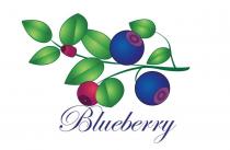 Blueberry