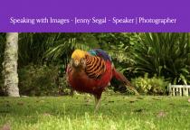 Speaking With Images Jenny Segal