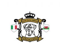 CANE CORSO ITALIANO FORZACORSO FORZA