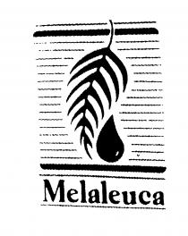 Melaleuca