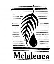 Melaleuca