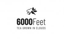 6000FEET TEA GROWN IN CLOUDS