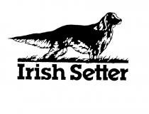 Irish Setter