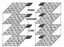 PRIME GENOMIC CUBE AAA, GAA CAA TAA AGA GGA CGA TGA ACA GCA CCA TCA ATA GTA CTA TTA AAG GAG CAG TAG AGG GGG CGG TGG ACG GCG CCG TCG ATG GTG CTG TTG AAC GAC CAC TAC AGC GGC CGC TGC ACC GCC CCC TCC ATC GTC CTC TTC AAT GAT CAT TAT AGT GGT CGT TGT ACT GCT CCT TCT ATT GTT CTT TTT LYS LYS ASN ASN ARG ARG SER SER THR THR THR THR ILE MET ILE ILE GLU GLU ASP ASP GLY GLY GLY GLY ALA ALA ALA ALA VAL VAL VAL VAL GLN GLN HIS HIS ARG ARG ARG ARG PRO PRO PRO PRO LEU LEU LEU LEU STOP STOP TYR TYR STOP TRP CYS CYS SER SER SER SER LEU LEU PHE PHE A G C T 0 1 2 3