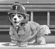 CAPTAIN 1 FD