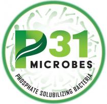 P31 MICROBES PHOSPHATE SOLUBILIZING BACTERIA