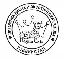 Бегим кэтс<br>Питомник диких и экзотических кошек, Узбекистан, Begim Cats